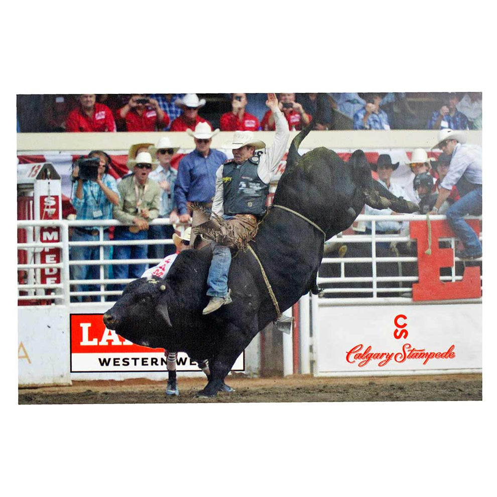 Calgary Stampede Bull Rider Postcard